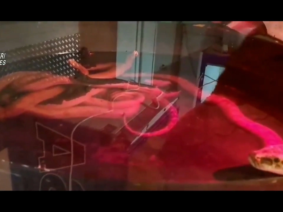 Vorbestrafter Mann hält 14 Reptilien in Wohnung