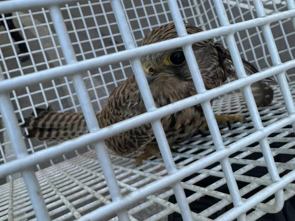 Salurn: Tierrettung am Haderburg-Steig