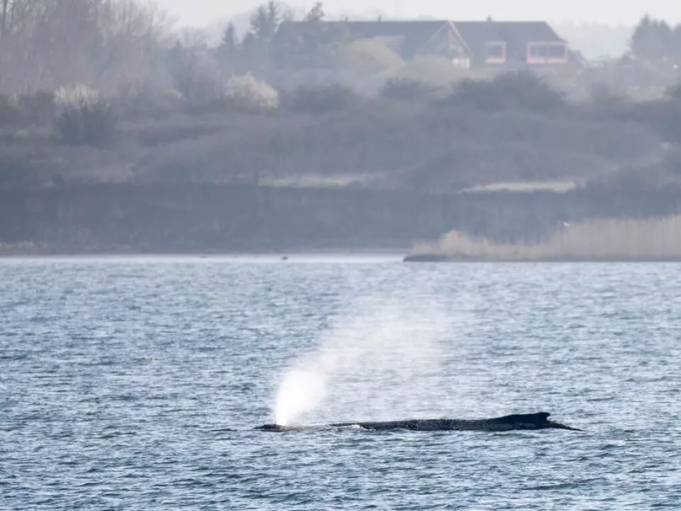 Der Wal atmet, reagiert aber nicht mehr auf Boote