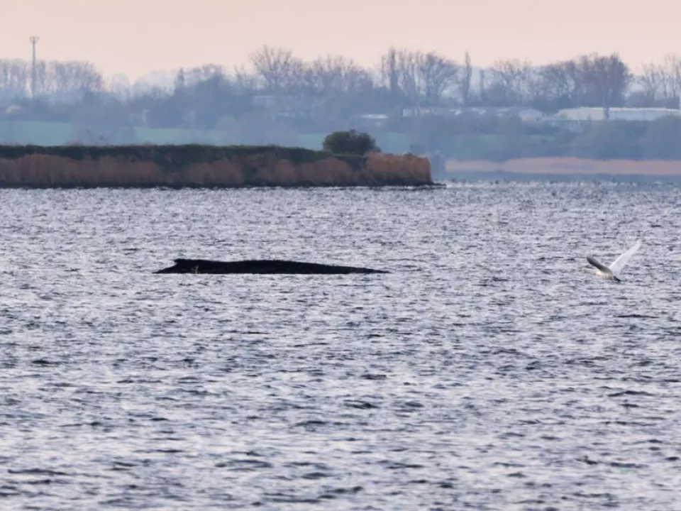 Der Zustand des Wals verschlechtert sich immer mehr