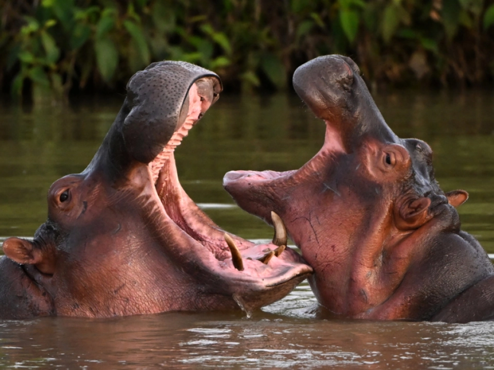 Escobars Nilpferde sollen sterben