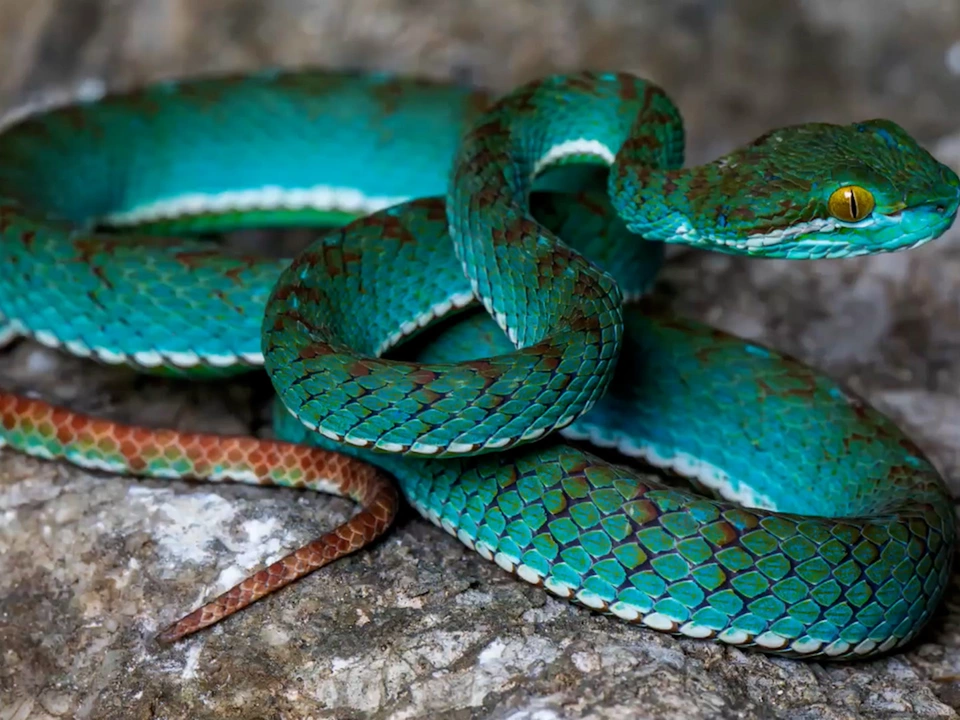 Neue Schlangenart entdeckt: Die türkisfarbene Grubenotter