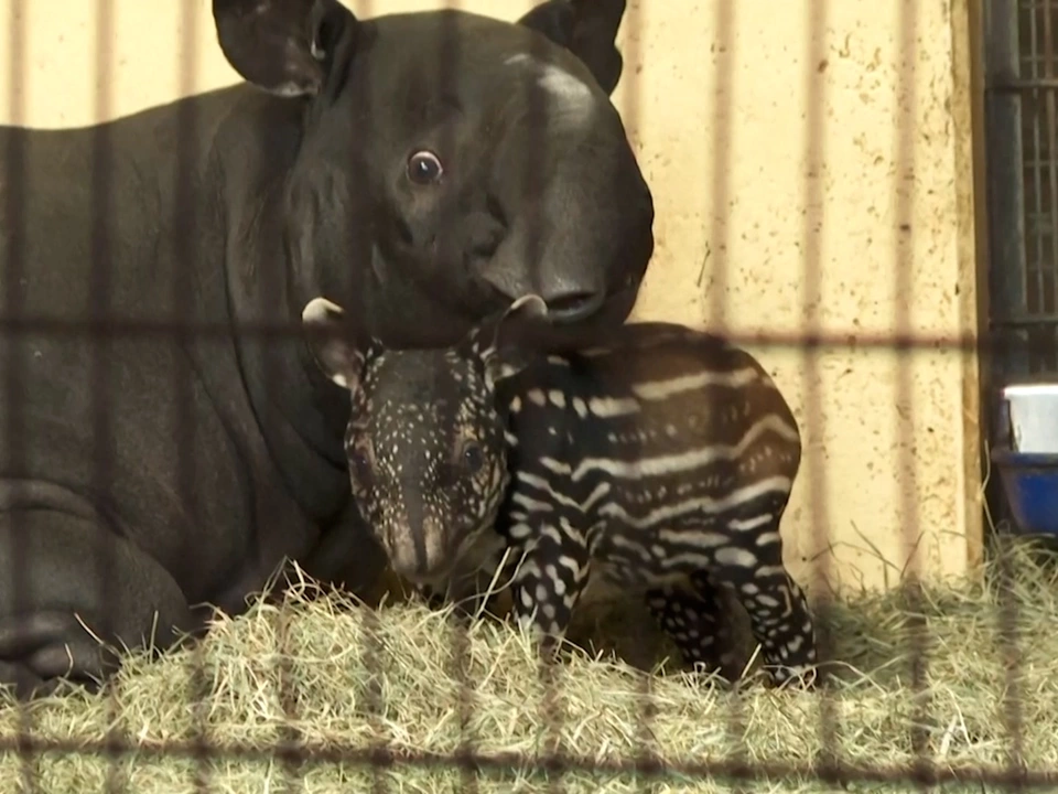 Seltener Nachwuchs im Nürnberger Tiergarten