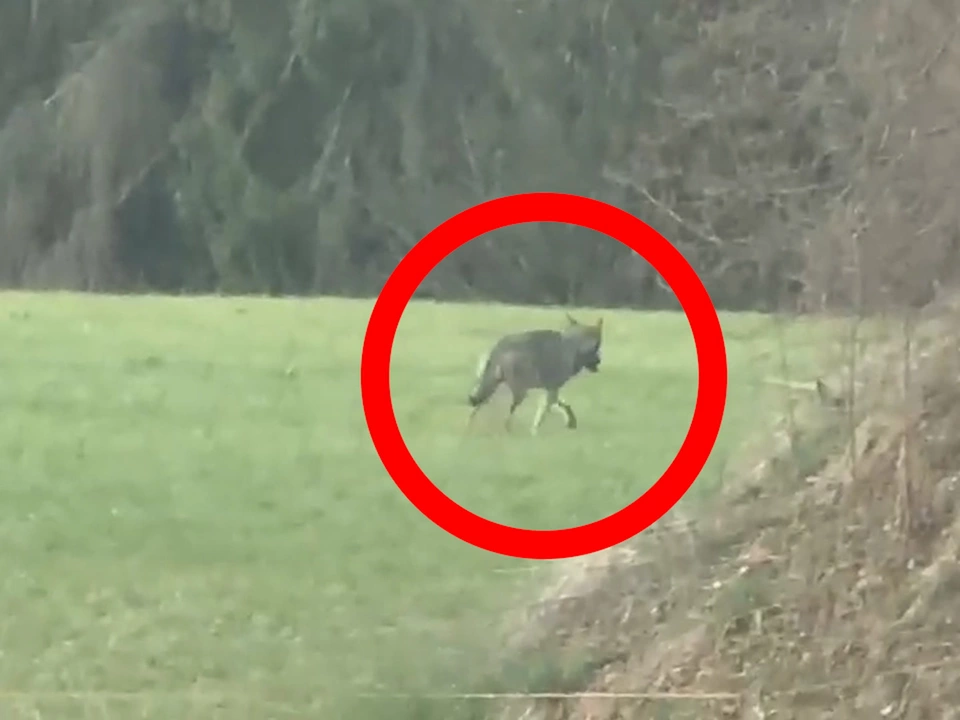 Jetzt auch hier: Wolf streift am Issinger Weiher umher