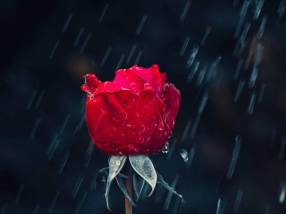 Rose Regen