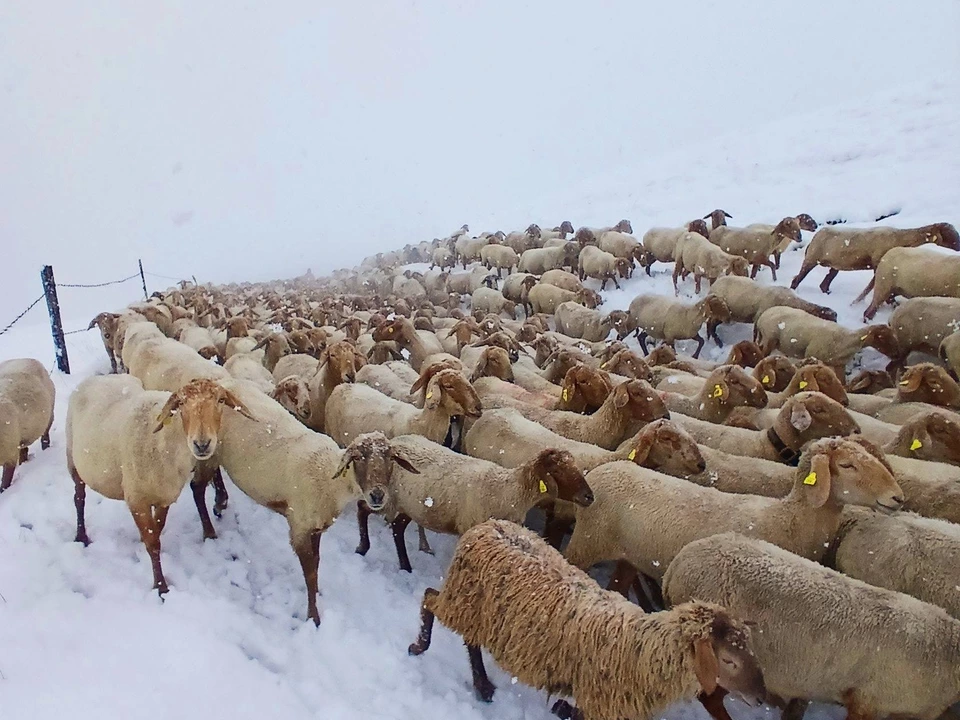 Transhumanz endet im Schnee