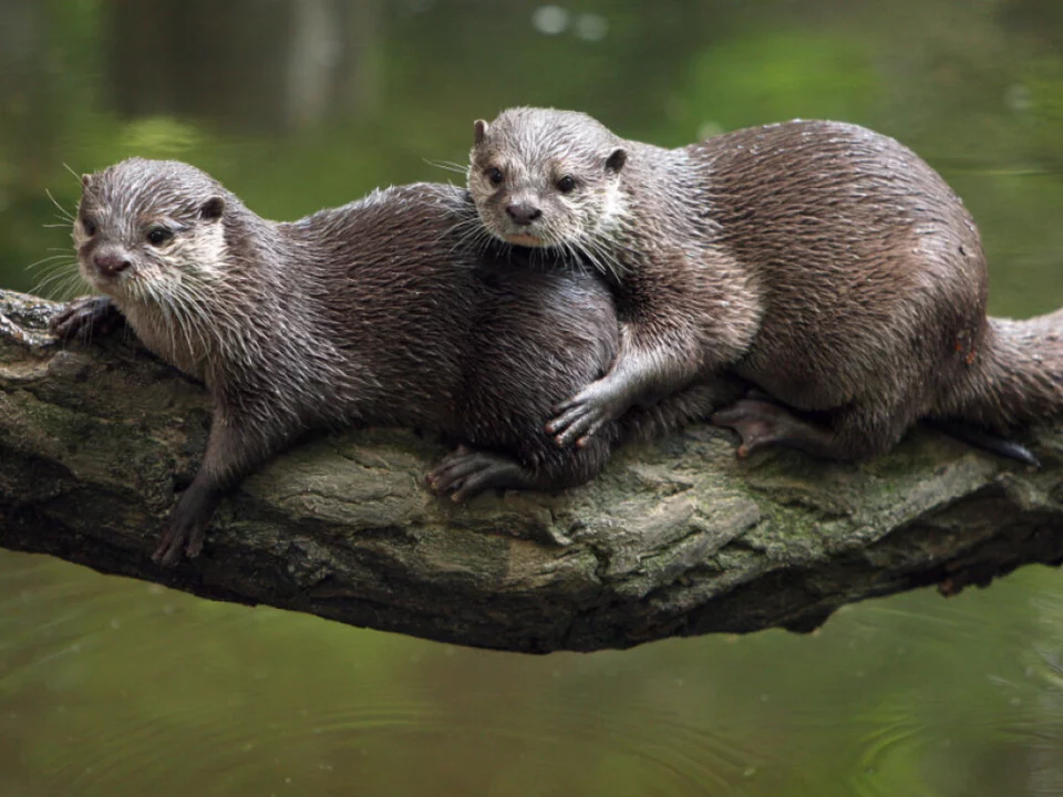 Zwei Fischotter liegen auf einem Stamm über einem Teich