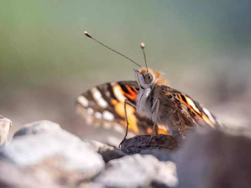 Distelfalter © pexels-marek-piwnicki