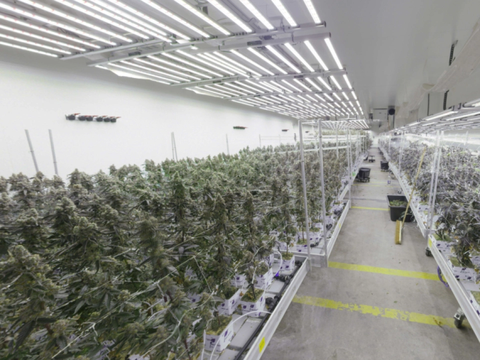 Große Plantage in Wien entdeckt