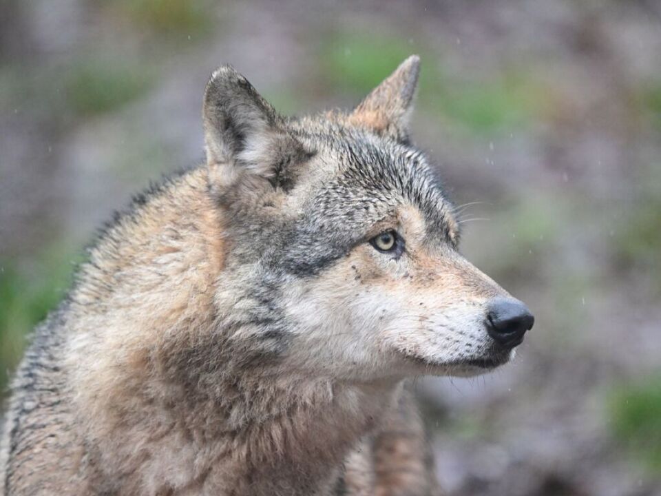 S-dtirol-beteiligt-an-internationalem-Wolfsmonitoring