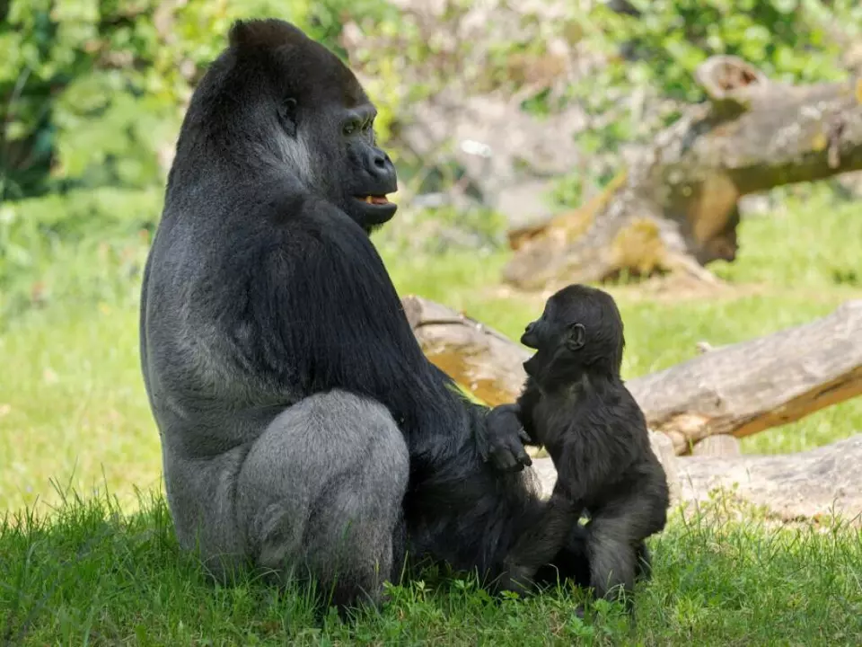 Vater und Sohn Gorilla beim Spielen