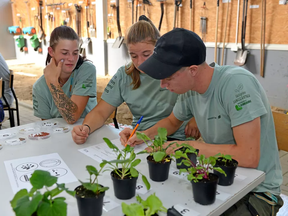 v.l.n.r. Noemi Breitenberger, Hanna Egger und Simon Hofer beschreiben der Gemüsejungpflanzen mit botanischem Namen und zuordnen der Samen