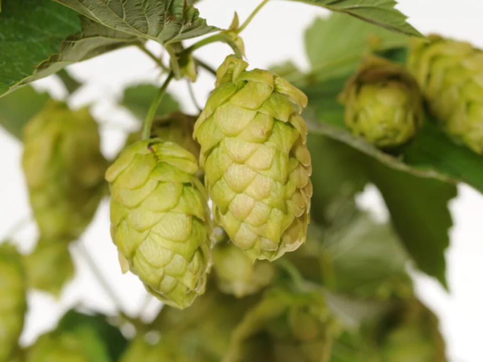 Weniger Hopfenernte, aber immer noch zu viel