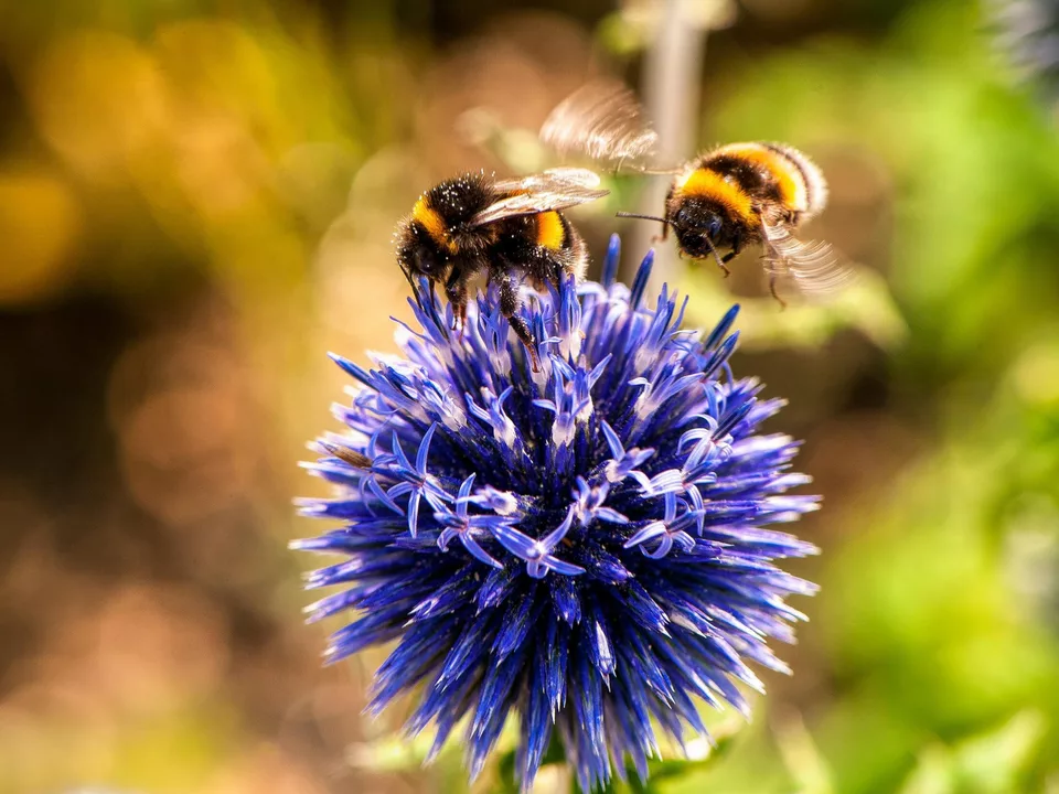 Wildbienen © pexels-michael-hodgins