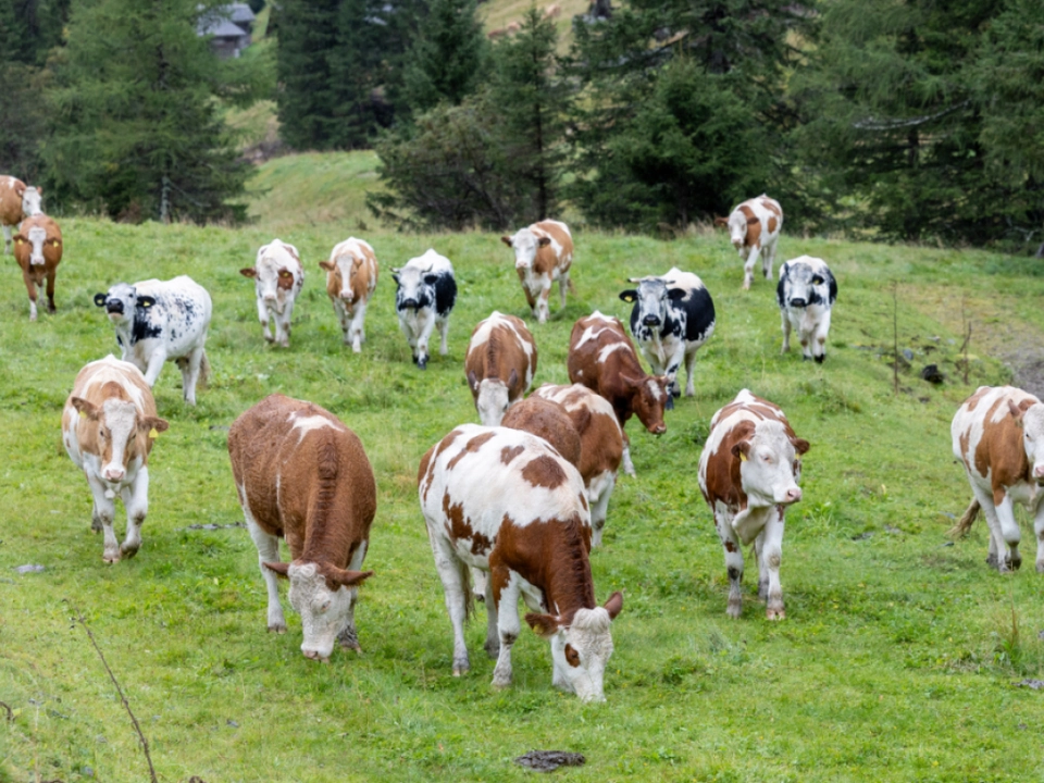 Aufgrund der Trockenheit müssen Almabtriebe früher gemacht werden