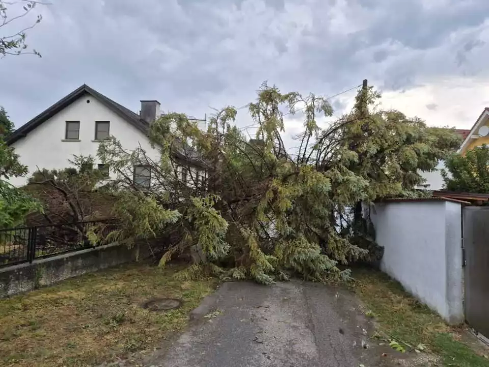 Ein umgestürzter Baum im Bezirk Bruck an der Leitha