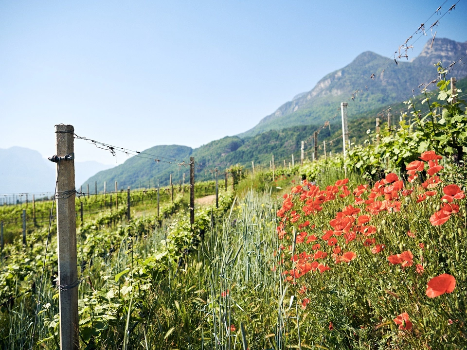IDM Südtirol_Manuel Ferrigato_0652