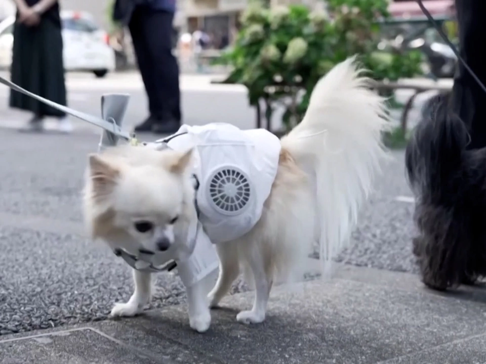 Japan: Kühlweste für Hunde