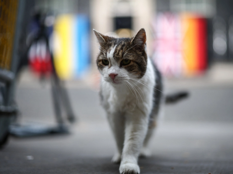 Kater Larry wohnt seit 2011 in der Downing Street 10