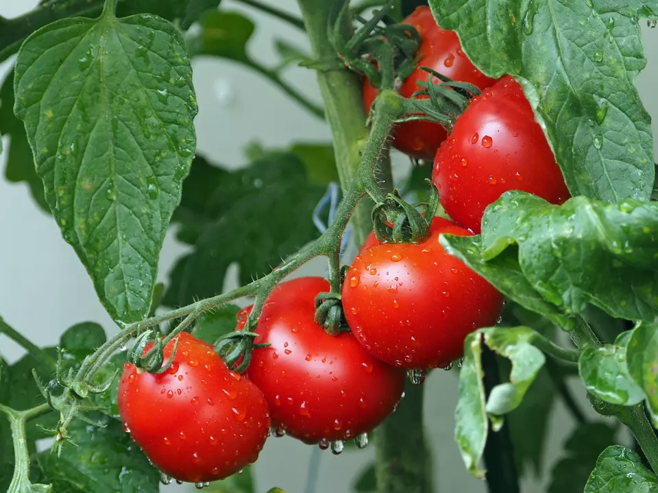 Tomaten