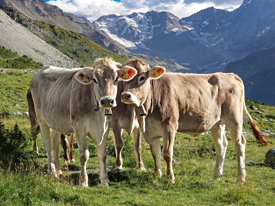Landwirtschaft Südtirol sym Kühe Alm-LandesamtViehzuchtLandesabteilungLandwirtschaft
