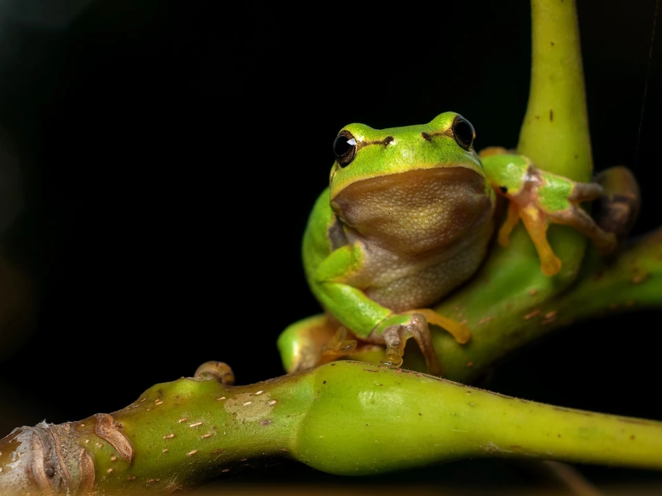 Laubfrosch