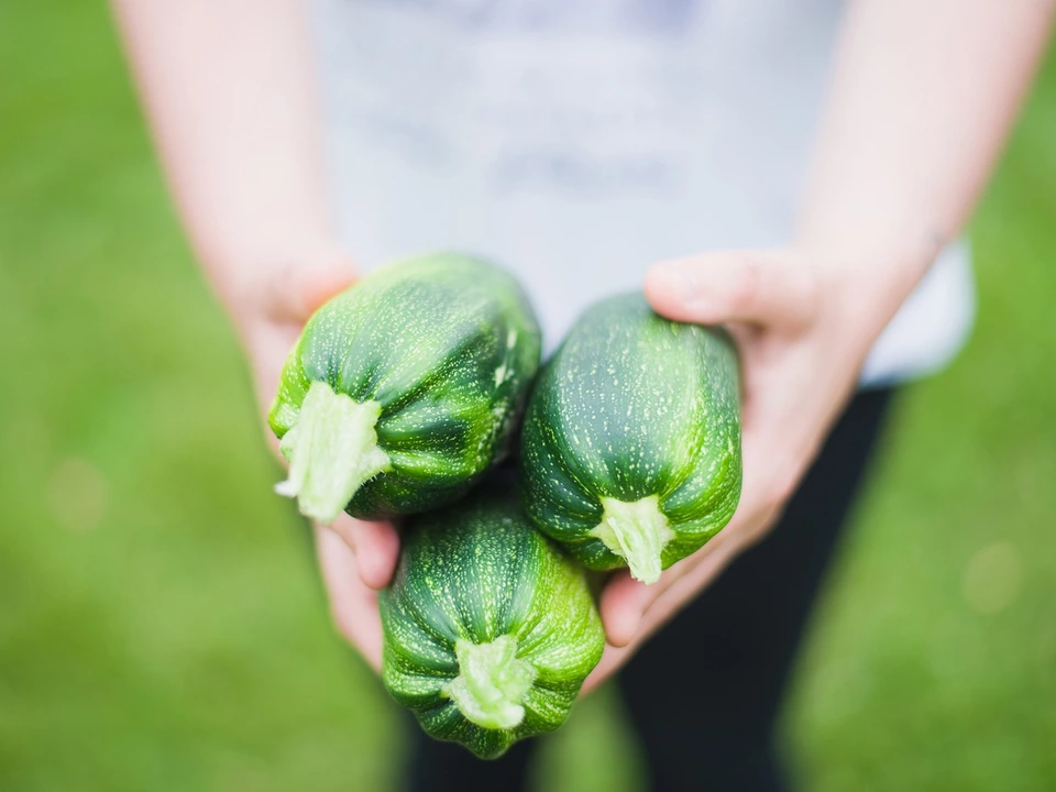 Zucchini