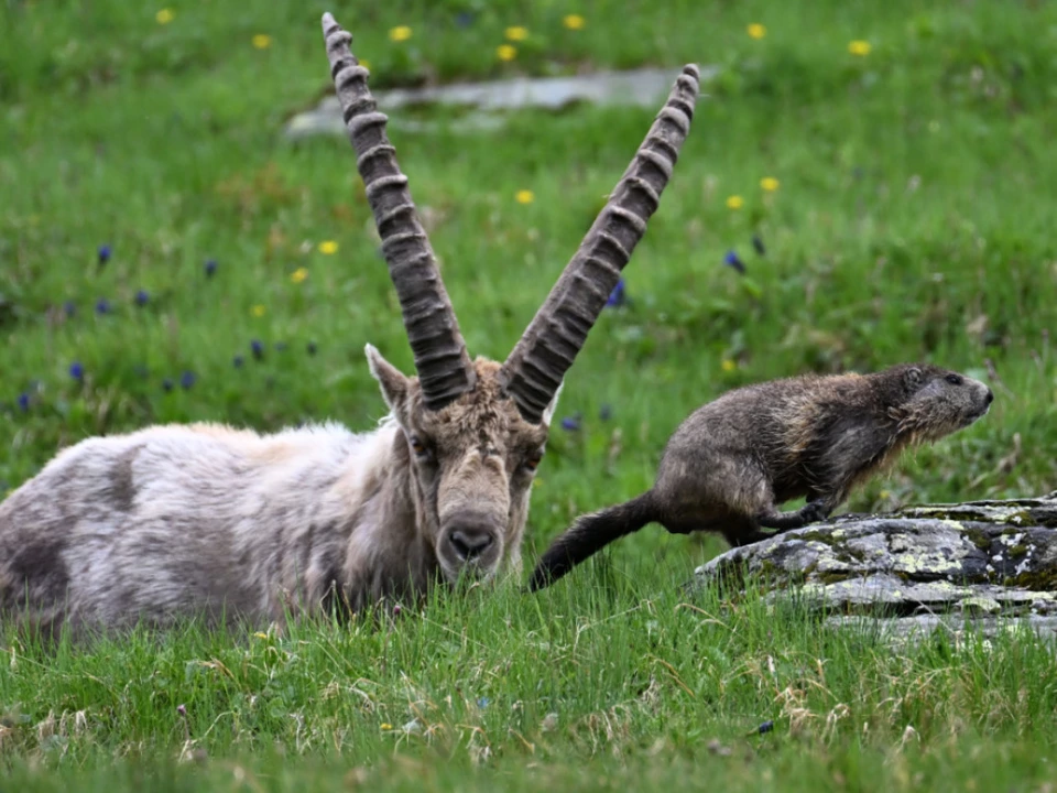 Steinbock und Murmeltier können mittlerweile kaum ausweichen