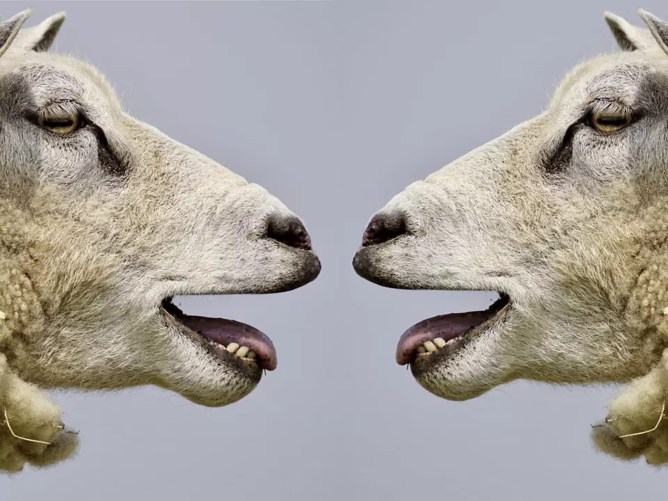 vegan