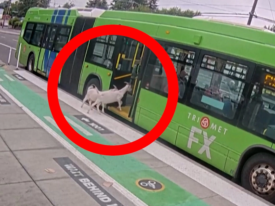 Entlaufene Ziegen nehmen den Linienbus