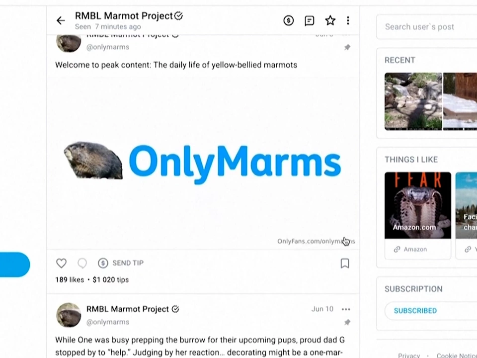 Diese Tierchen sind jetzt auch auf OnlyFans – VIDEO