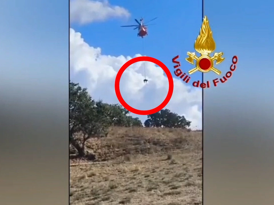 70 Meter abgestürzt: Kalb mit Heli aus Abgrund gerettet