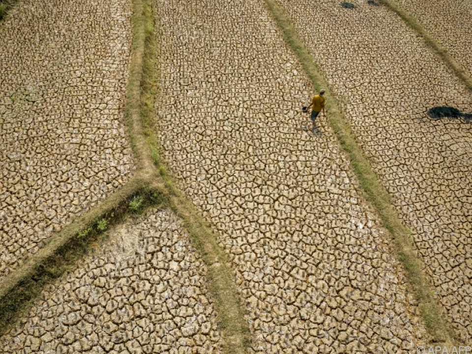 Ausgetrocknetes Reisfeld als Folge von El Nino auf West-Java