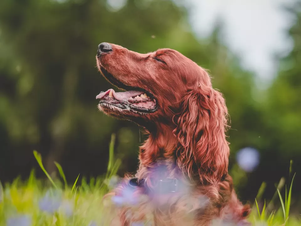 english setter-8203156