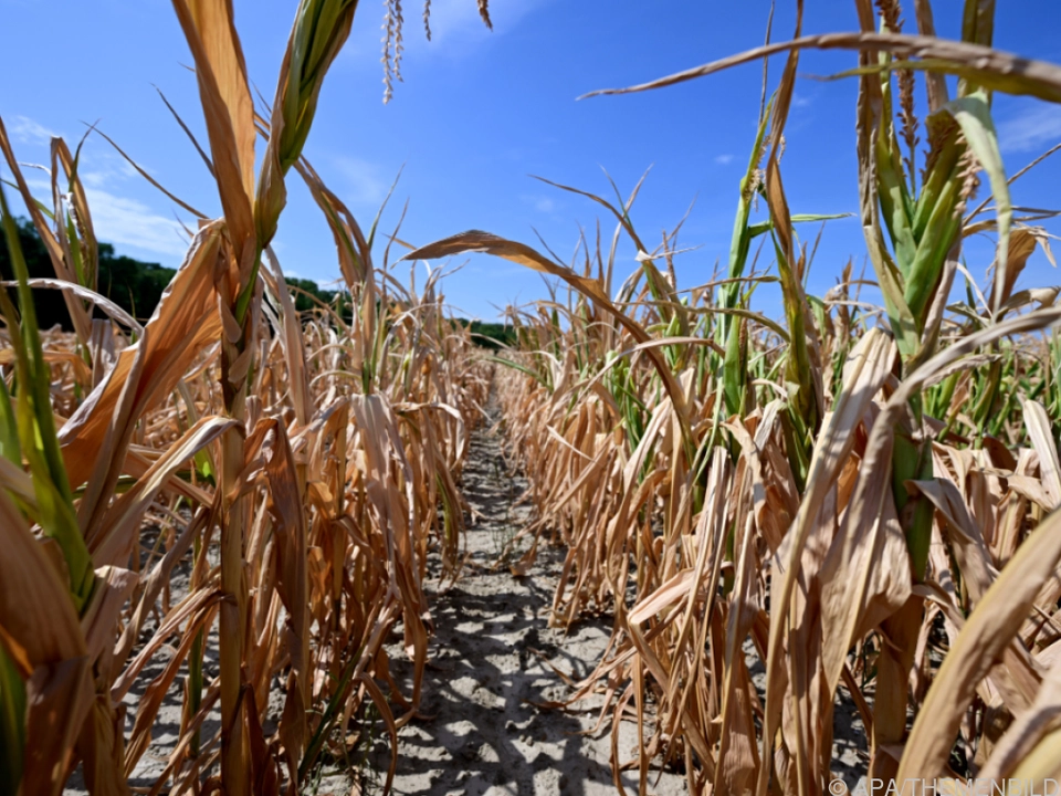 In Frankreich schlechteste Ernte seit 1980