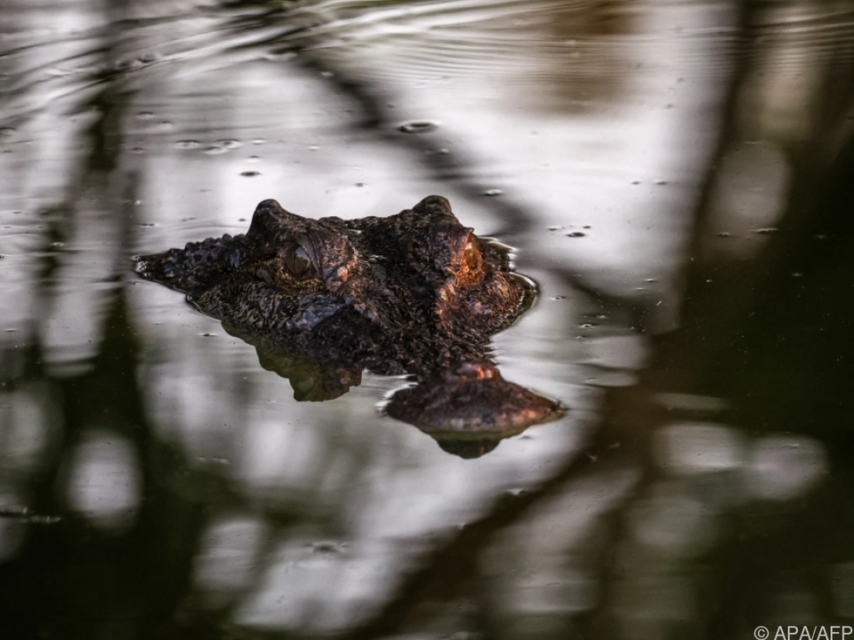 Krokodile im Wasser der Regattastrecke bei Sommerspielen in Australien