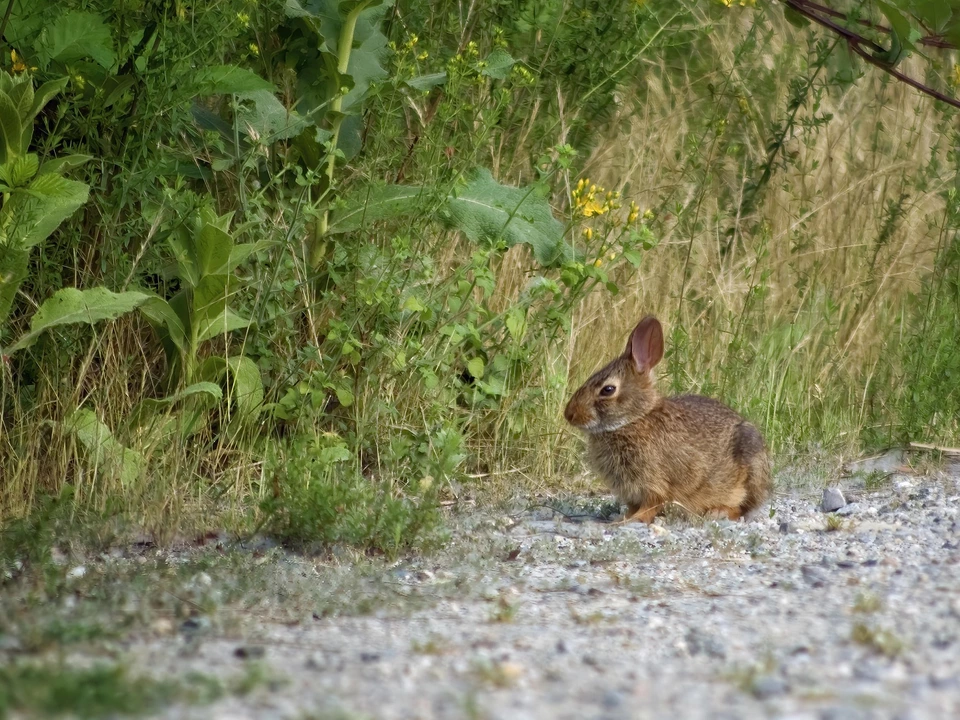 kaninchen