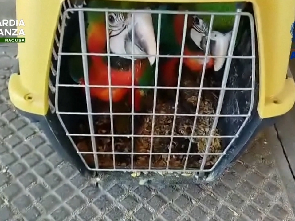 Finanzpolizei beschlagnahmt fast 400 exotische Tiere