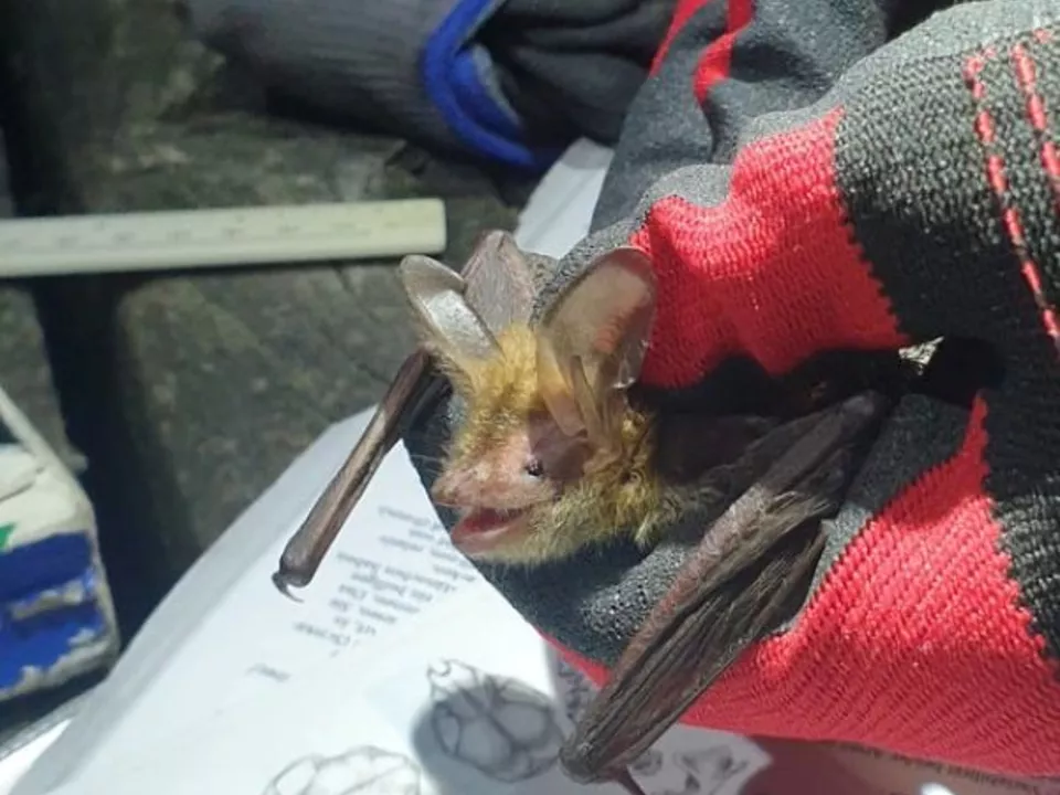 fledermaus