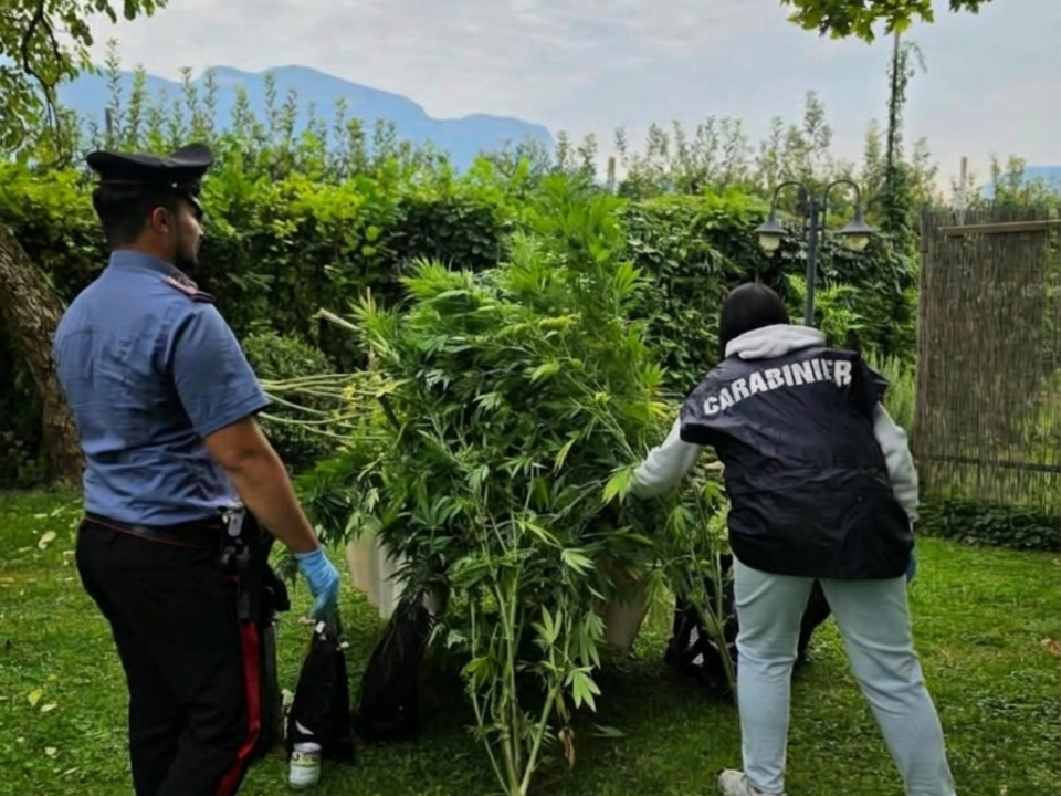 Marijuana