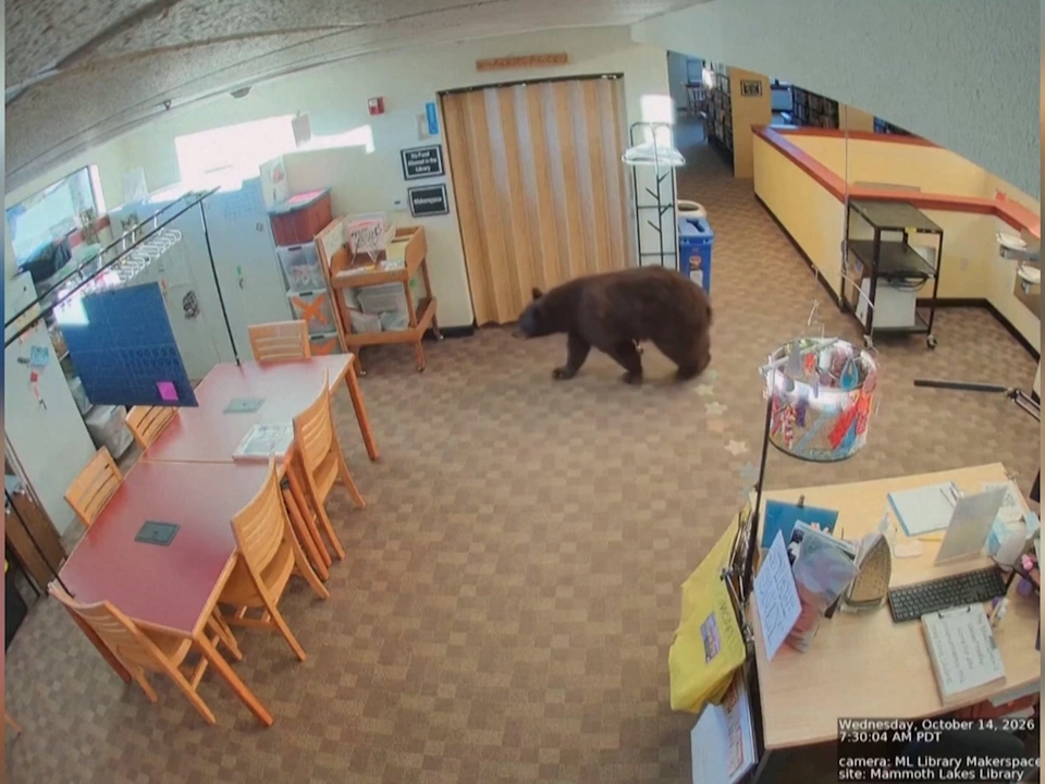 Kalifornien: Bär verirrt sich in Bibliothek – VIDEO
