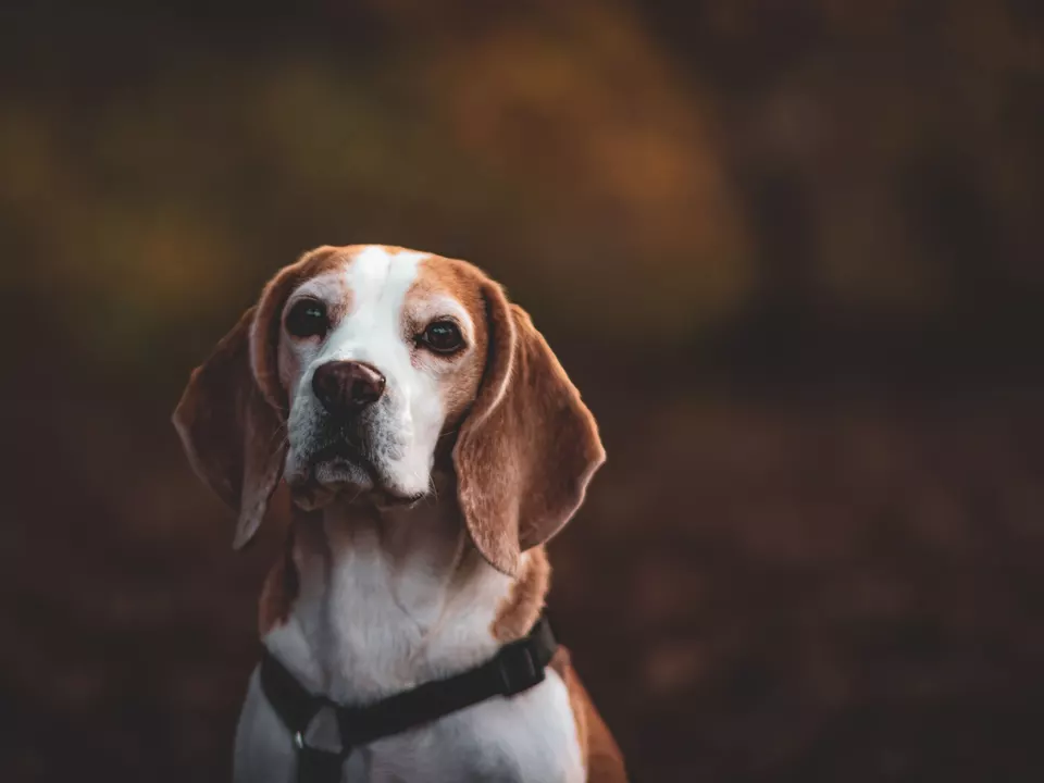 Hund Beagle