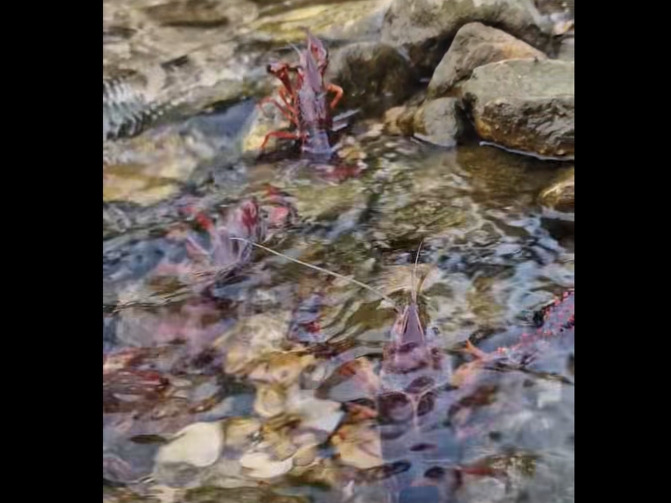 roter gambero gardasee invasion
