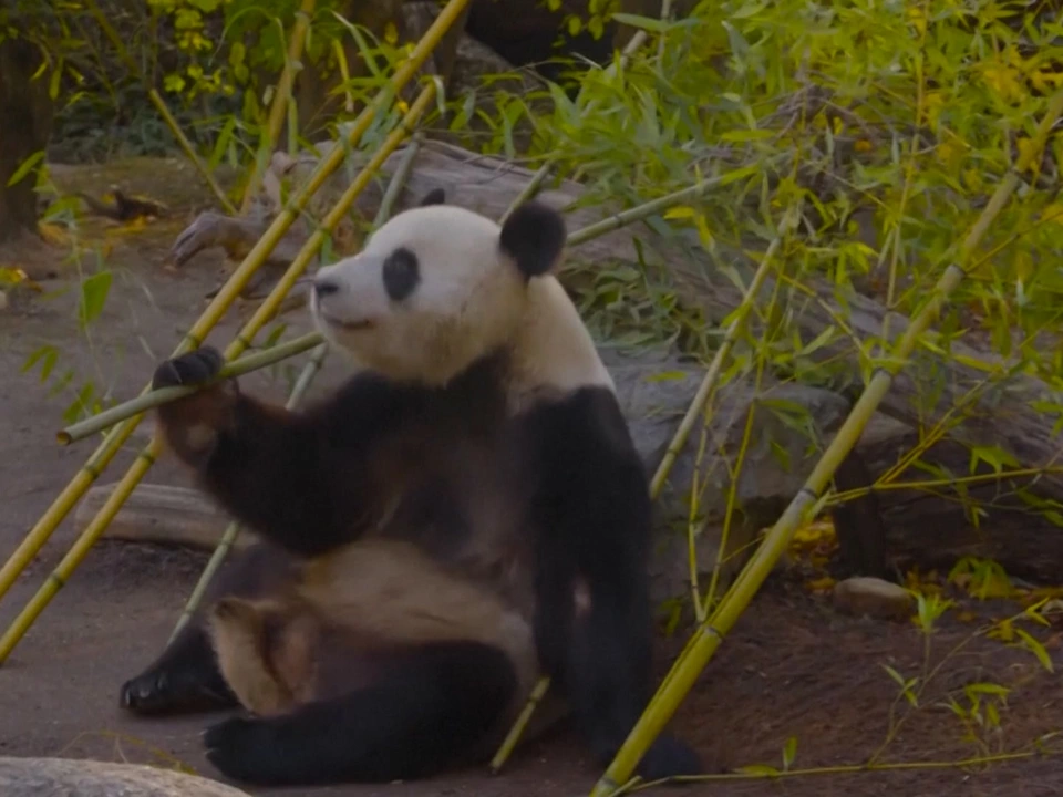 Pandas genießen den Herbst – VIDEO